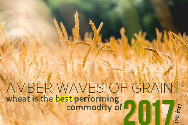 amber waves of grain wheat is the best performing commodity of 2017