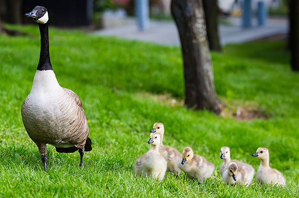 Are All Your Ducks In a Row? Positioning Your Portfolio for the Marketâs Next Move