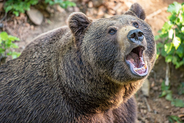 How to Face the Next Bear Market with Confidence 