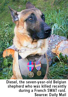 Diesel, the seven-year-old belgian shepherd who was killed recently during a French SWAT raid
