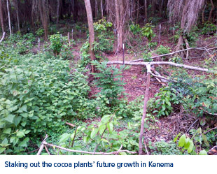 Cocoa Bean Plants Kenema