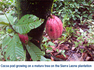 Cocoa Pod Sierra Leone