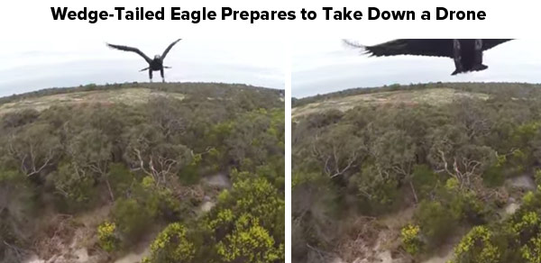 Wedge-tailed eagle prepares to take down a drone