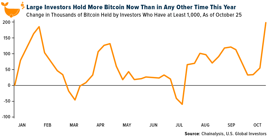 Large Investors hold more bitcoin now than in any other time this year